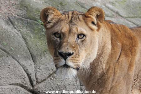 Hagenbeck 24022015 043