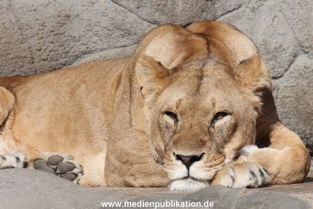 Hagenbeck 24032015 020