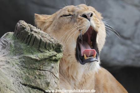 Hagenbeck 24032015 031