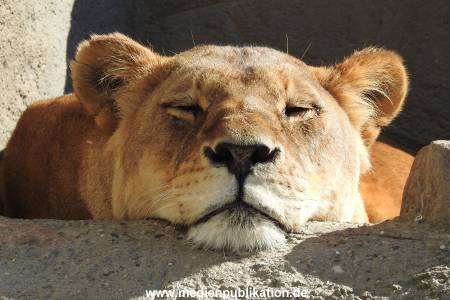Hagenbeck 24042016 002