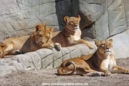 Hagenbeck Archiv 27032009 004
