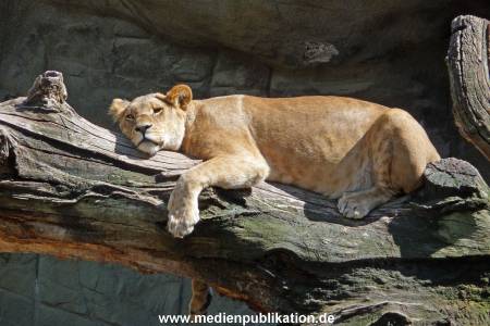 Hagenbeck Archiv 27032009 009