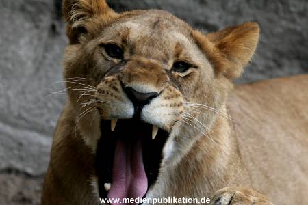 Hagenbeck Archiv 27032009 020