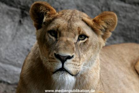 Hagenbeck Archiv 27032009 021