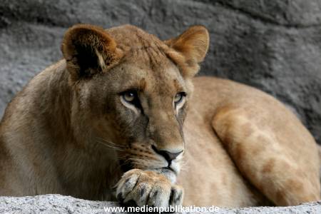 Hagenbeck Archiv 27032009 024