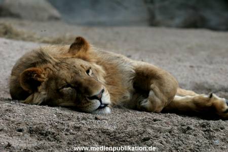 Hagenbeck Archiv 27032009 027