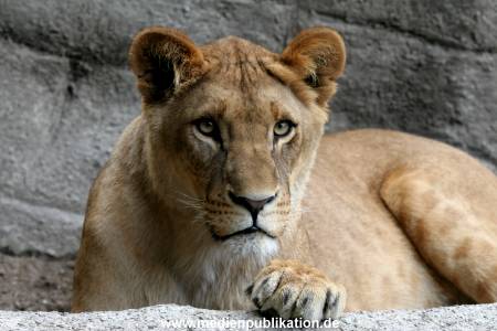 Hagenbeck Archiv 27032009 028