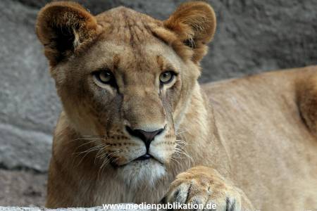 Hagenbeck Archiv 27032009 030