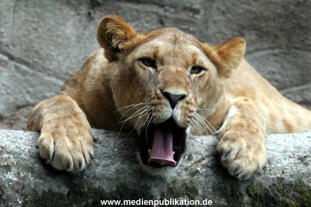 Hagenbeck Archiv 27032009 034