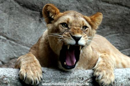 Hagenbeck Archiv 27032009 037