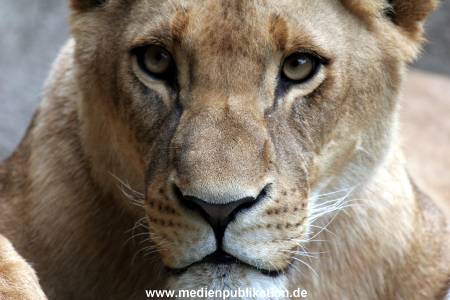 Hagenbeck Archiv 27032009 040