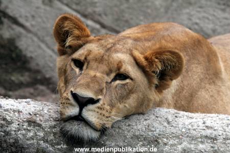 Hagenbeck Archiv 27032009 043