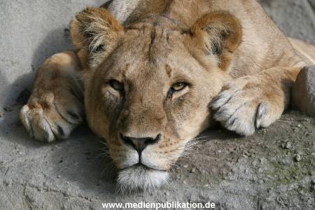 Hagenbeck Archiv 27032009 045