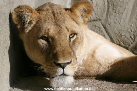Hagenbeck Archiv 27032009 049