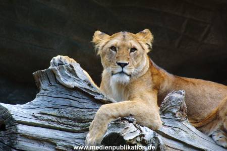 Hagenbeck Archiv 27032009 061