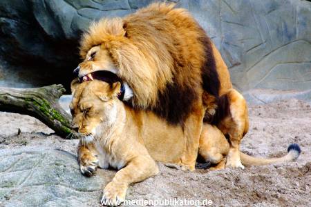 Hagenbeck Archiv 27032009 063