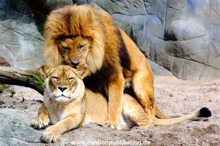 Hagenbeck Archiv 27032009 065
