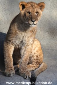 Hagenbeck Fruehling 12042012 001