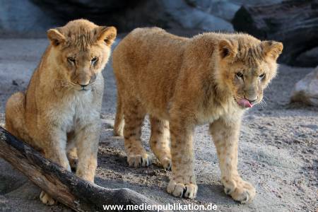 Hagenbeck Fruehling 12042012 003