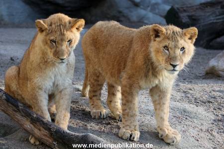 Hagenbeck Fruehling 12042012 004