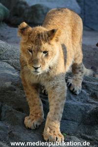 Hagenbeck Fruehling 12042012 005