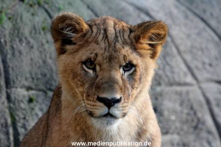 Hagenbeck Fruehling 12042012 006