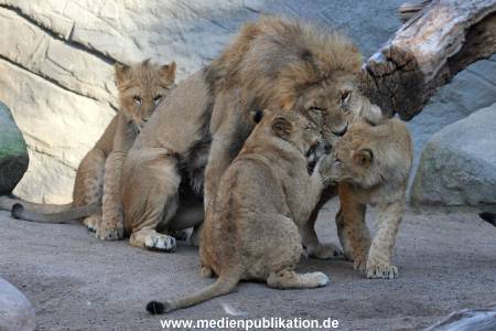 Hagenbeck Fruehling 12042012 024