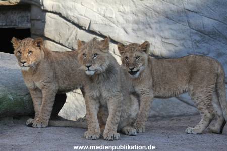 Hagenbeck Fruehling 12042012 025