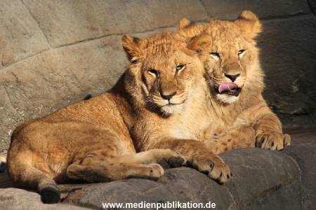Hagenbeck Fruehling 12042012 026