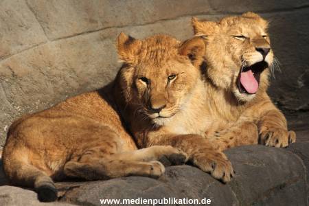 Hagenbeck Fruehling 12042012 027