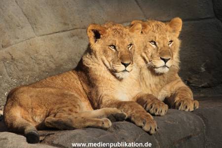 Hagenbeck Fruehling 12042012 028