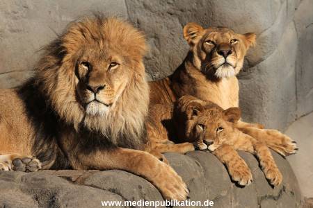 Hagenbeck Fruehling 12042012 030