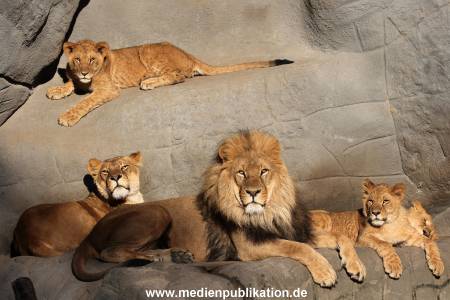 Hagenbeck Fruehling 12042012 032