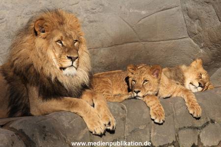 Hagenbeck Fruehling 12042012 033