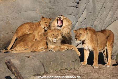 Hagenbeck Fruehling 12042012 035