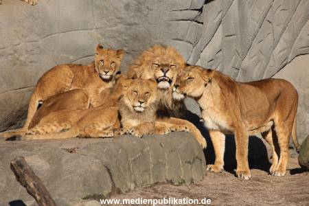 Hagenbeck Fruehling 12042012 036
