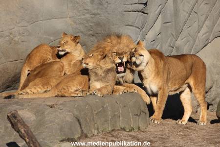Hagenbeck Fruehling 12042012 037