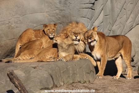 Hagenbeck Fruehling 12042012 038