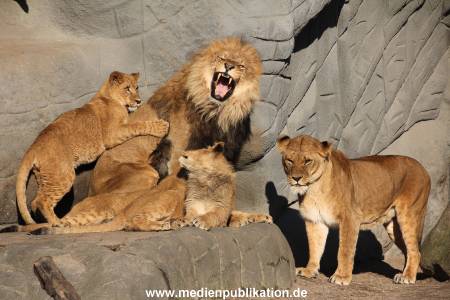 Hagenbeck Fruehling 12042012 039
