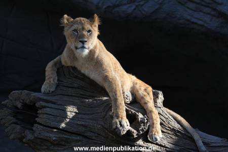 Hagenbeck Fruehling 12042012 049
