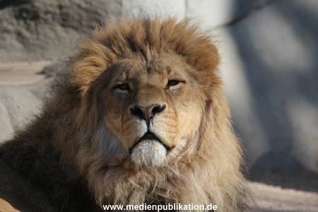Hagenbeck Fruehling 12042012 050