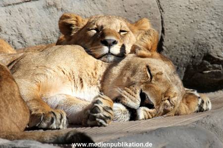 Hagenbeck Fruehling 12042012 051