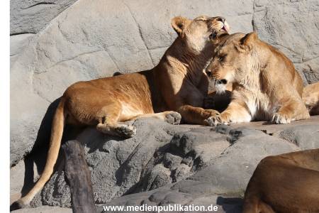 Hagenbeck Fruehling 12042012 052