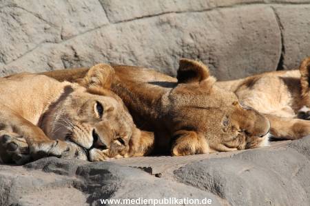 Hagenbeck Fruehling 12042012 053