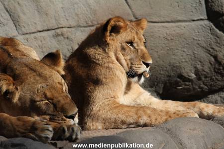 Hagenbeck Fruehling 12042012 056