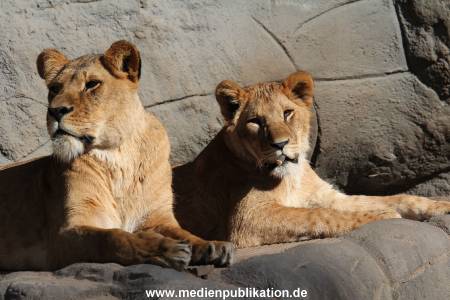 Hagenbeck Fruehling 12042012 057