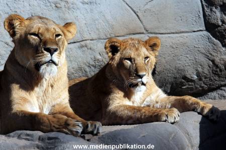 Hagenbeck Fruehling 12042012 058