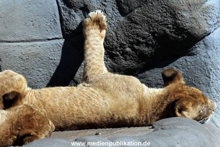 Hagenbeck Fruehling 12042012 061