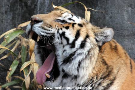 Hagenbeck Fruehling 12042012 079