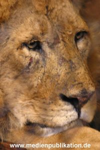 hagenbeck 05 03 055